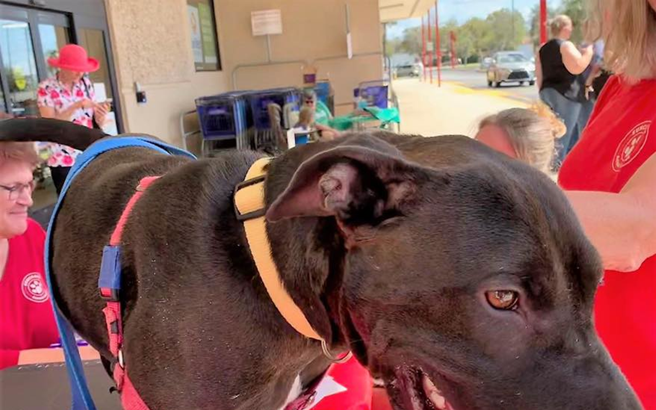 JoJo the rescue dog found his fur-ever home after almost a year in a foster home. JoJo came to Suncoast Animal League from Alabama and the Tampa Bay area rescue has been caring for him for almost a year.