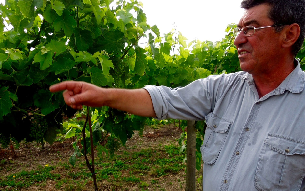 Etienne Delpech in the ugni blanc vineyards, where French brandy begins.