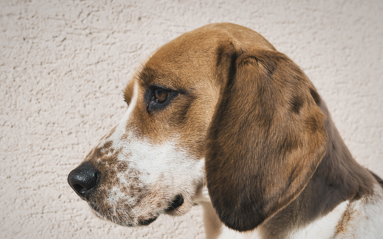 Image: Proceeds from St. Pete brewery&rsquo;s upcoming happy hour will go to local beagle rescue