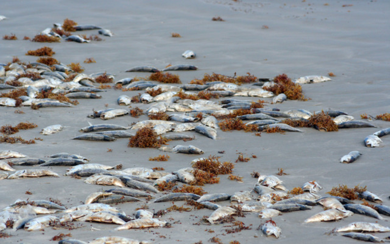 According to a press release from Surfrider Foundation chair, Thomas Paterek, the state’s inaction has propelled the flood of dead fish.