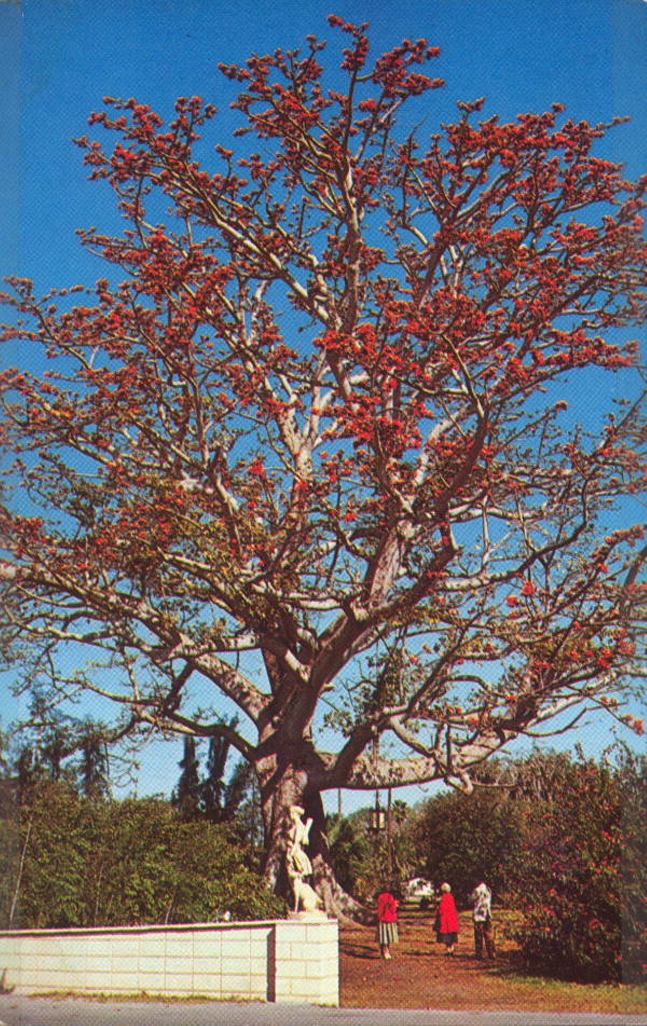 Tree at Kapok Tree Inn - Clearwater, Florida