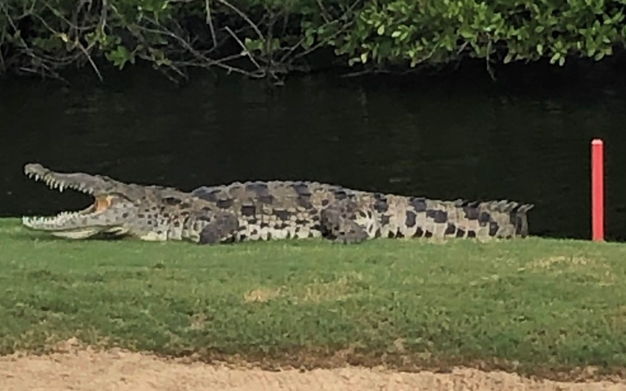 Residents warned of crocodile at Florida country club that can’t be removed