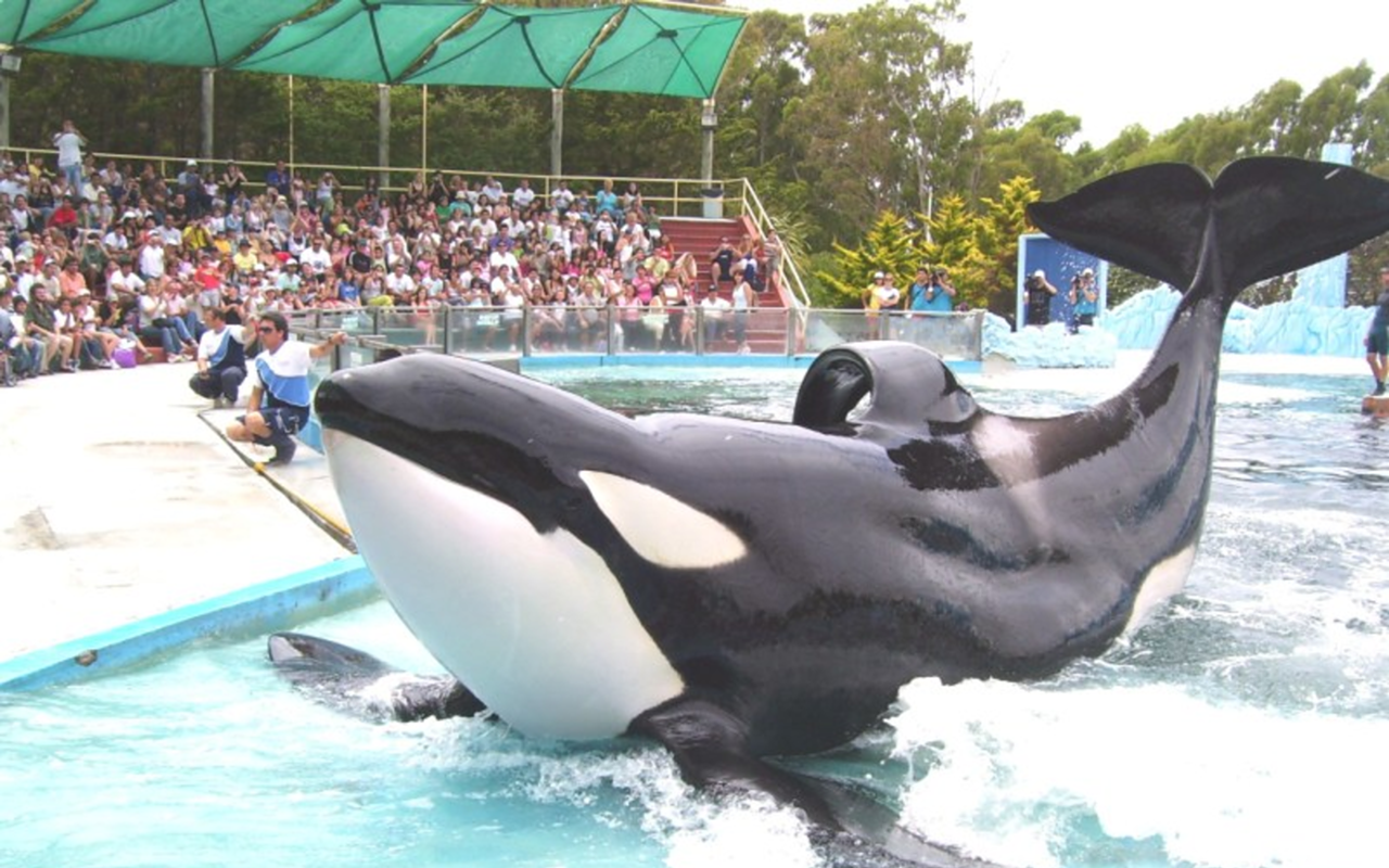 SeaWorld says it'll finally phase out orca breeding