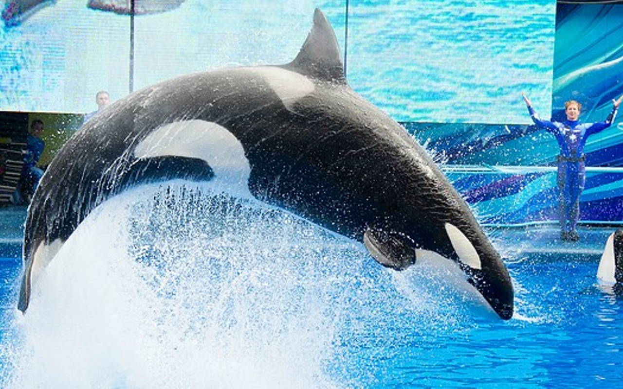 SeaWorld's fate is the hands of its largest shareholder, and bankruptcy is becoming a clearer option