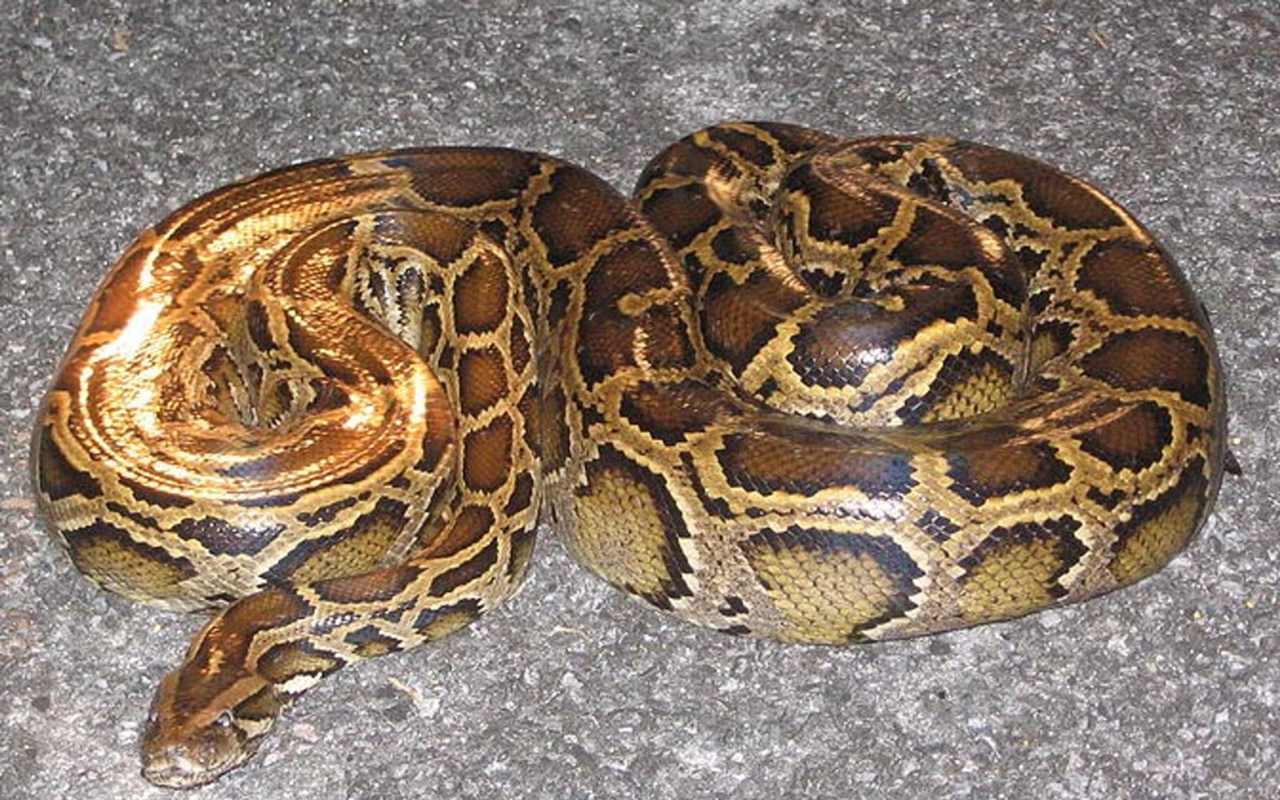 MIGHTY PYTHON: A poor, misunderstood invasive species that just wants to hug things.