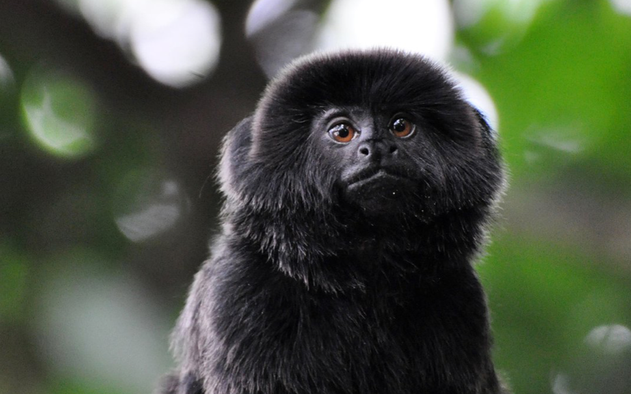 This isn't an actual photo of the 12-year-old Goeldi's monkey stolen from the Palm Beach Zoo, but tell you what: You see any 8-inch monkey that looks even close to this, can you call CrimeStoppers?