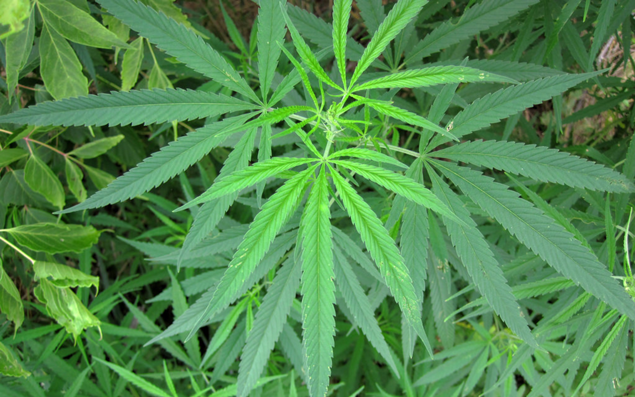 St. Pete councilman on marijuana citation policy: pass the thing already