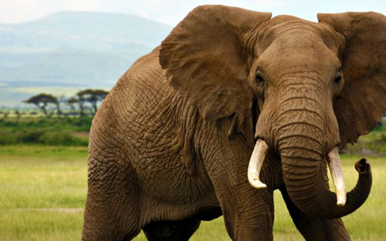 St. Pete firm creates app that could help protect African elephants