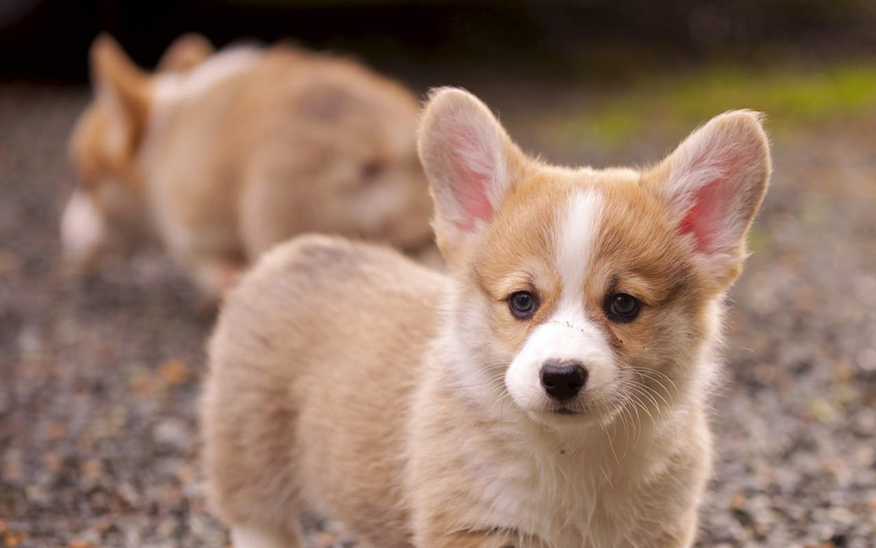 St. Petersburg pulls the plug on puppy mill pet sales