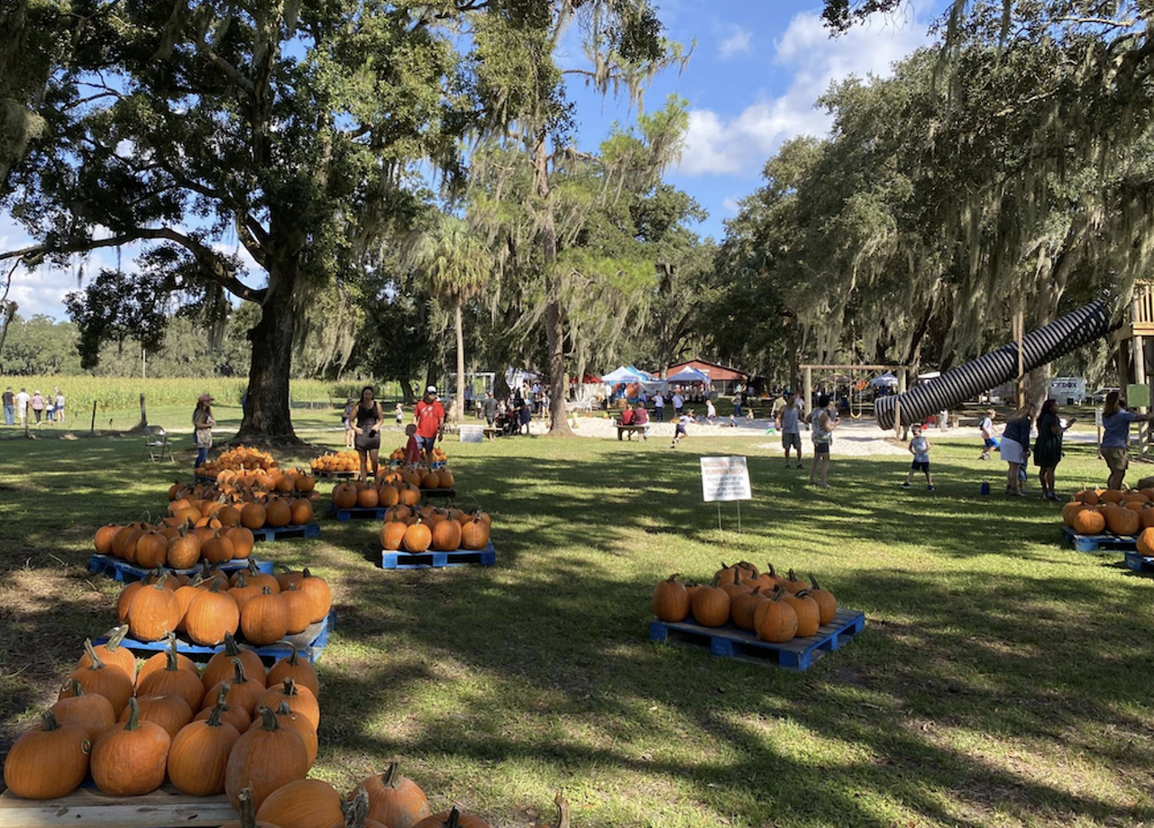 Fox Squirrel Corn Maze
6151 Varn Road, Plant City
Open Saturday & Sunday, 10 a.m.-5 p.m., Oct. 7- Nov. 5
General Admission $12
Shopping for fall décor doesn’t have to be boring. At Fox Squirrel Corn Maze you can buy your pumpkin and paint it too. This kid-friendly autumn attraction has a 5-acre corn maze, hayrides through the cypress woods, camel rides, duck races, cornhole, badminton, festival-style foods, Instagram-worthy family photo locations, and of course, a pumpkin patch. New this year: A 30’ x 50’ jump pad and a pumpkin house.
Photo via Photo via Fox Squirrel Corn Maze/Facebook