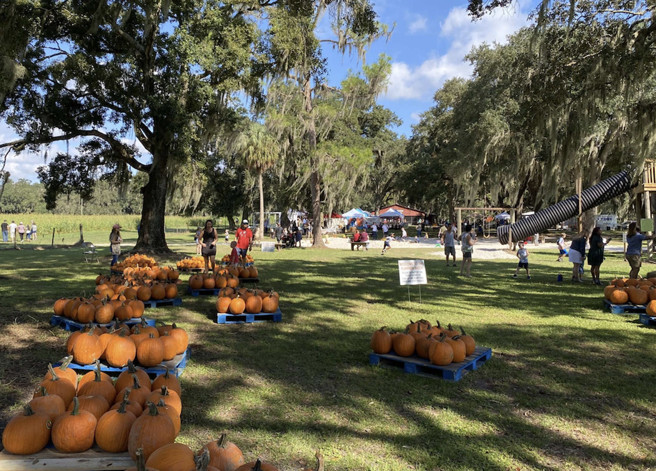 Fox Squirrel Corn Maze
6151 Varn Road, Plant City
Open Saturday & Sunday, 10 a.m.-5 p.m., Sept. 28- Oct. 27
General Admission $12
Shopping for fall décor doesn’t have to be boring. At Fox Squirrel Corn Maze you can buy your pumpkin and paint it too. This kid-friendly autumn attraction has a 5-acre corn maze, hayrides through the cypress woods, camel rides, duck races, cornhole, badminton, festival-style foods, Instagram-worthy family photo locations, and of course, a pumpkin patch. New this year: A 30’ x 50’ jump pad and a pumpkin house.
Photo via Photo via Fox Squirrel Corn Maze/Facebook