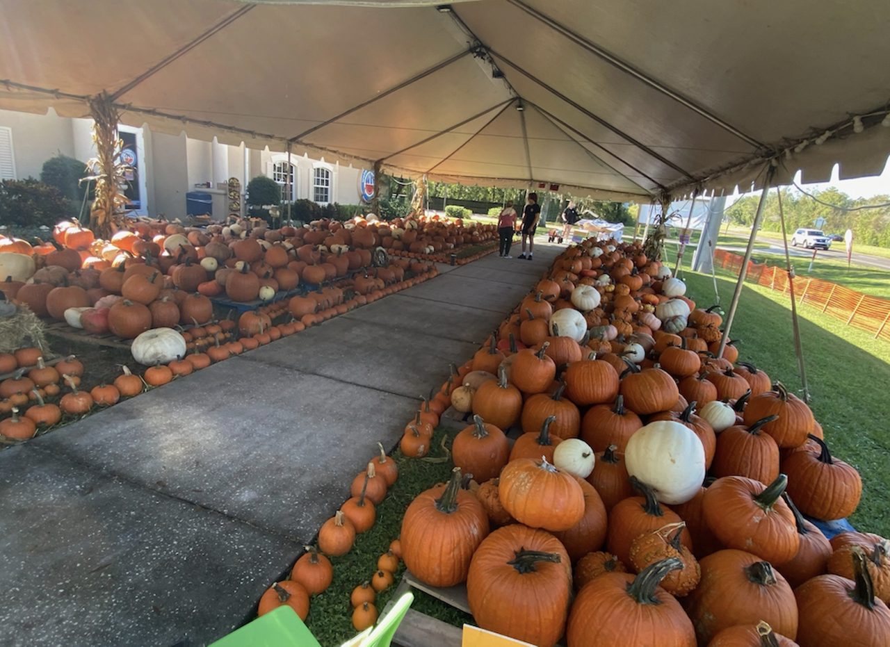 Watermelon Swim Pumpkin Patch and Fall Festival
Locations in Lutz, South Tampa, Wesley Chapel and Riverview
Daily Oct. 8-31
Stop by any one of Watermelon Swim’s four locations this fall season to pick your perfect pumpkin. The Lutz and South Tampa locations celebrate fall with trunk-or-treating, fall games, food trucks, a bounce house and pumpkin painting at a one-day-only free Fall Festival Oct. 15, 4-7 p.m.
Photo via Watermelon Swim/Facebook