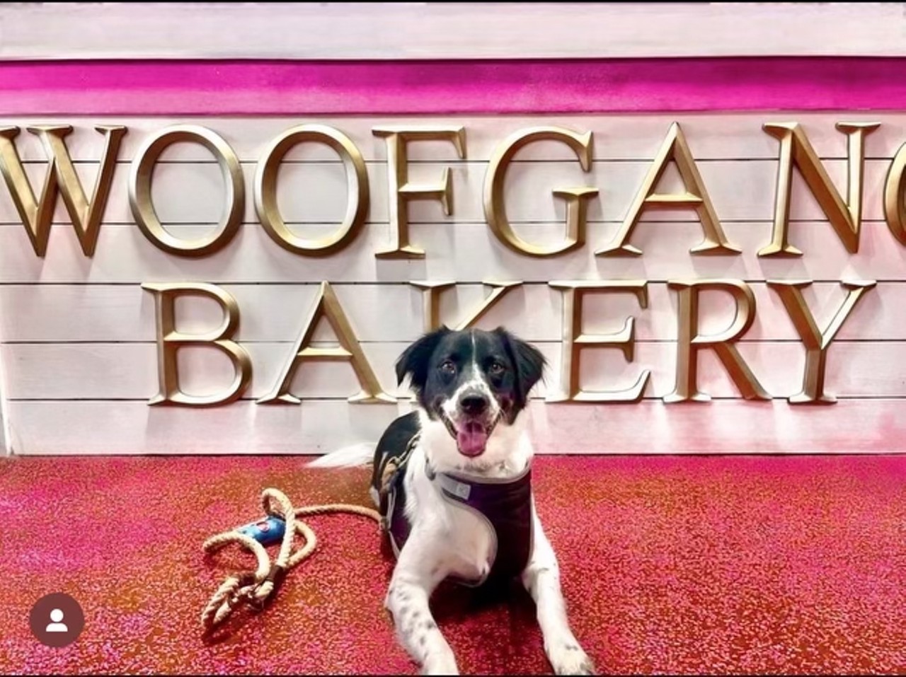 Best Bakery for Your Pet
Woof Gang Bakery & Grooming - South Tampa, Clearwater, Dunedin
Finalists: Bark Avenue Dunedin, Three Dog Bakery