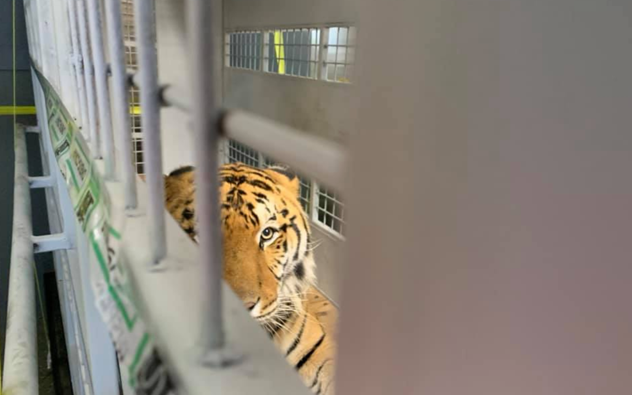 Tampa will soon be home to three former circus tigers from Guatemala