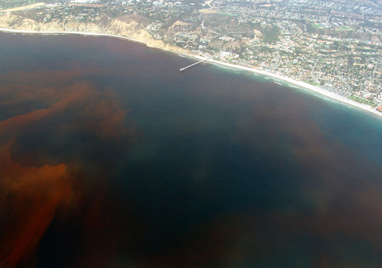 Get a &#145;Taste of Science&#146; at London Heights British Pub in TampaThis Taste of Science event will tell you everything you ever wanted to know about red tide. $5.Thurs., Apr. 25, 7-9 p.m.
Photo via Public Domain, https://commons.wikimedia.org/w/index.php?curid=396343
