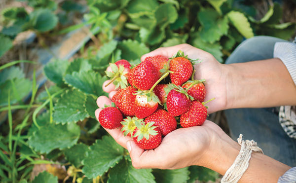 The 2024 Florida Strawberry Festival kicks off this month in Plant City
