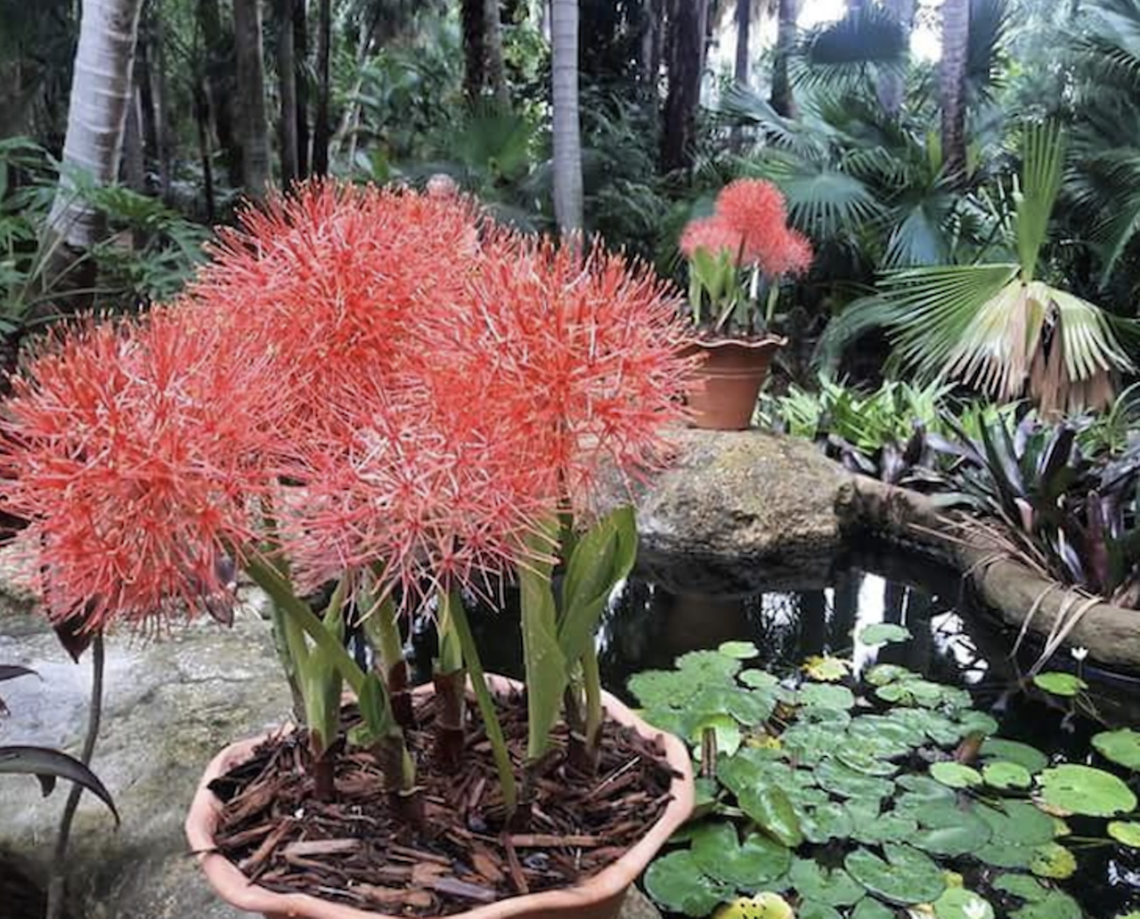 Sunken Gardens  
1825 4th St N, St. Pete, 727-893-7111
Sunken Gardens is a botanical paradise in the midst of a bustling city. As St. Petersburg's oldest living museum, this 100-year-old garden is home to some of the oldest tropical plants in the region.
Photo via Sunken Gardens/Instagram