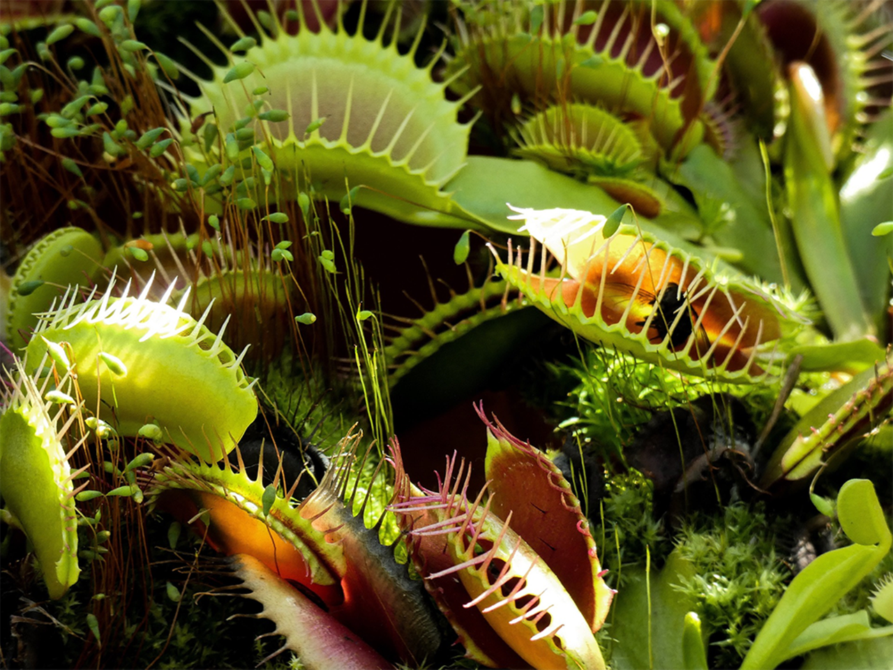 Caring for Carnivorous Plants!
Saturday, Oct. 13: 1 p.m.
Photo by Kenny Coogan