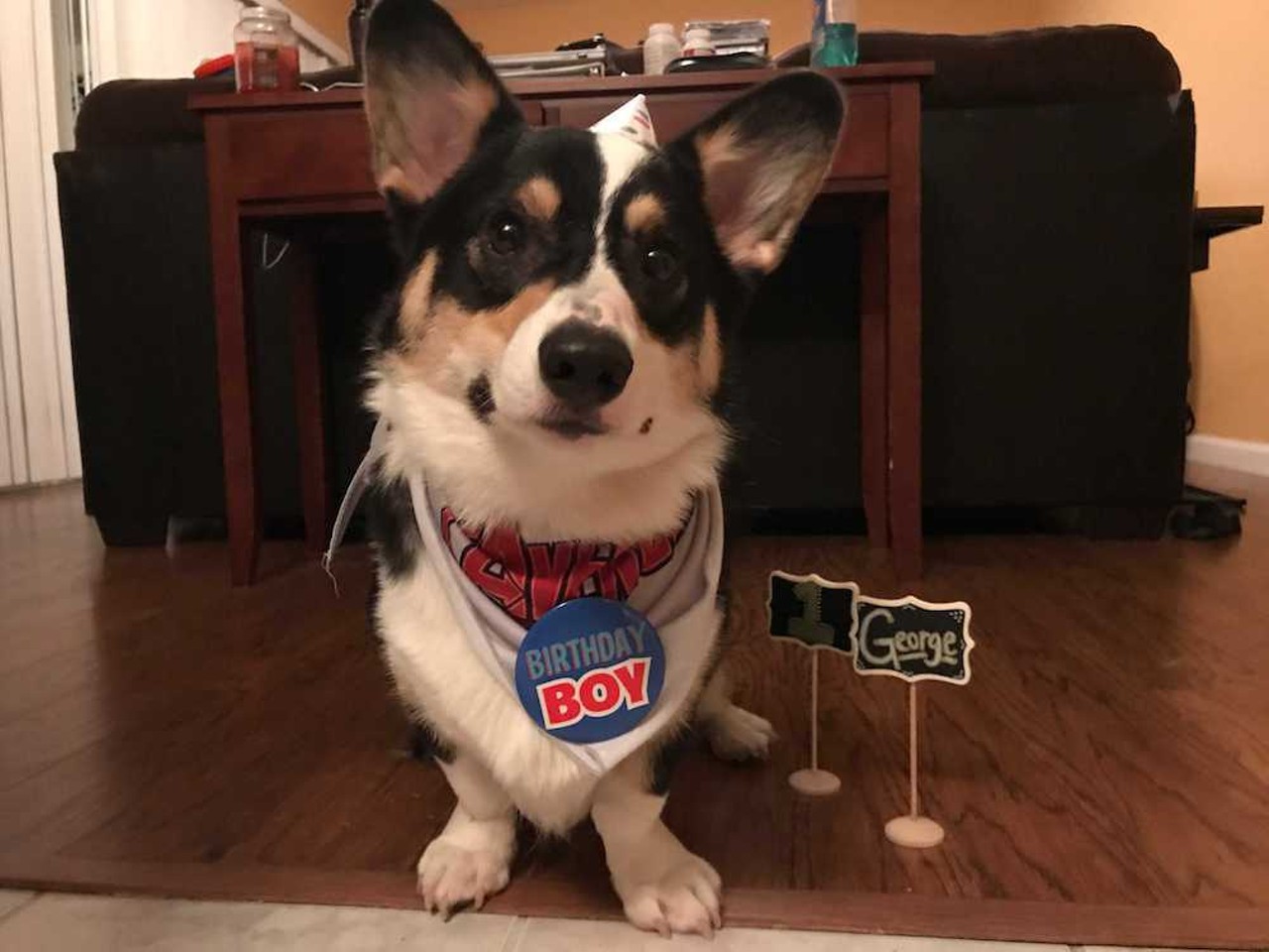 @georgezthecorgi
Our food and drink editor happens to know this pup, and yes, he really is that adorable.
Photo via Chelsea Tatham