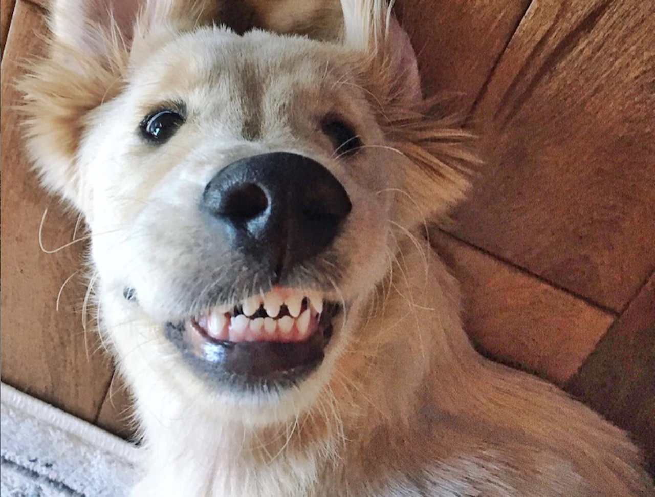 Louie
OMG that smile is the best.
Photo via @louie.thegolden