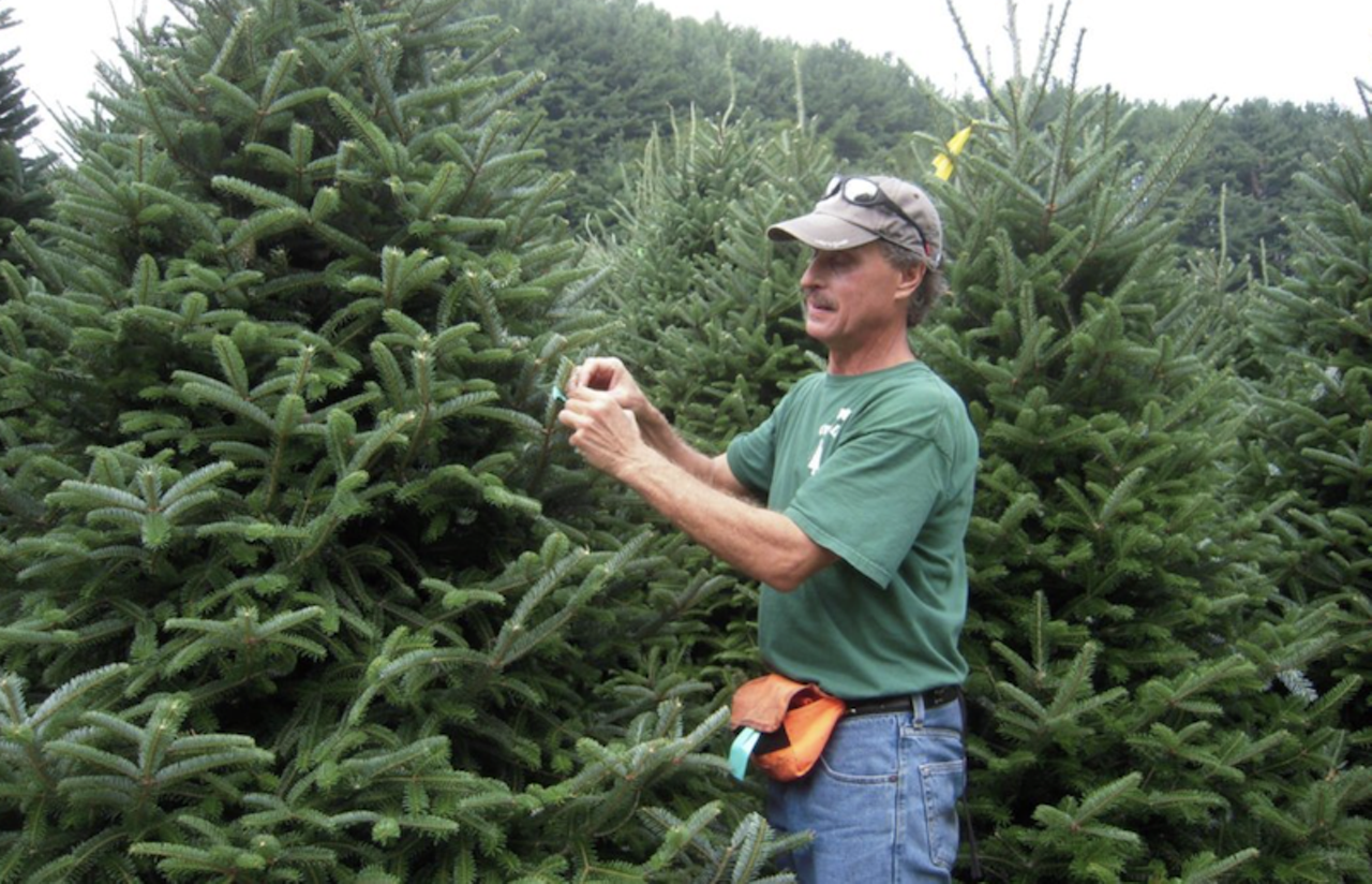 Dave’s Christmas Tree Lot
6438 106 E Lumsden Rd, Brandon
All Christmas season
If you’re looking to grab an authentic Christmas tree then Dave’s is a good place to start. It offers a variety of trees such as grand fir, Oregon-grown noble fir, fraser fir, douglas firs, black spruce, blue spruce and scotch pines, all cut from the North Carolina mountains. Alongside the trees, Dave’s Christmas Tree Lot also offers flocking flair (a snow effect), wreaths, garlands and year-round firewood. If you can’t manage a trip to Brandon, Dave’s also offers delivery and removal services.