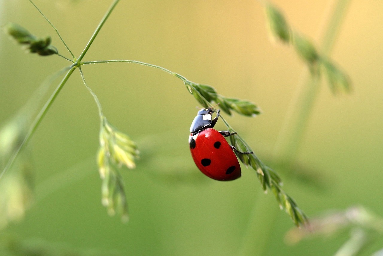 Ladybug release in the Chihuly Collection Native GardenThey eat aphids and help pollinate flowers. It&#146;s a win-win.Sat. Mar. 23, 1-3 p.m.
Photo by Myriams-Fotos from Pixabay