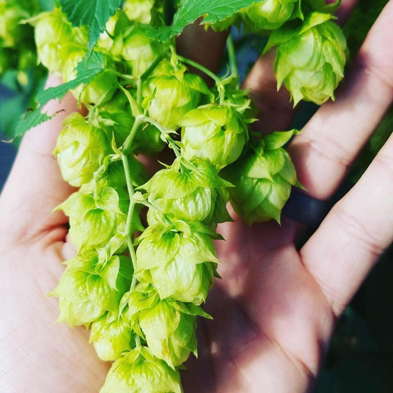 Visit Twin Bays hop farms in St. PeteThe hops will probs be flowering too, according to the TBBW web site.Wed., Mar. 6, 9 a.m.-4 p.m.
Photo via the Facebook event page