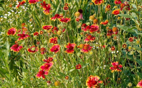 Gaillardia pulchella