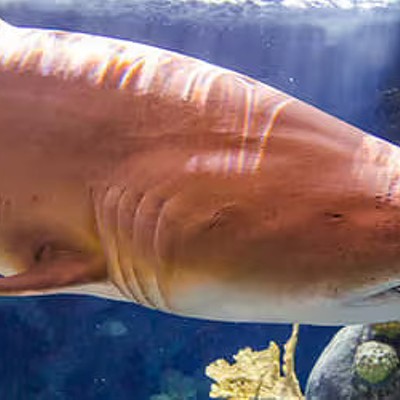 The Florida Aquarium: Skip The Line