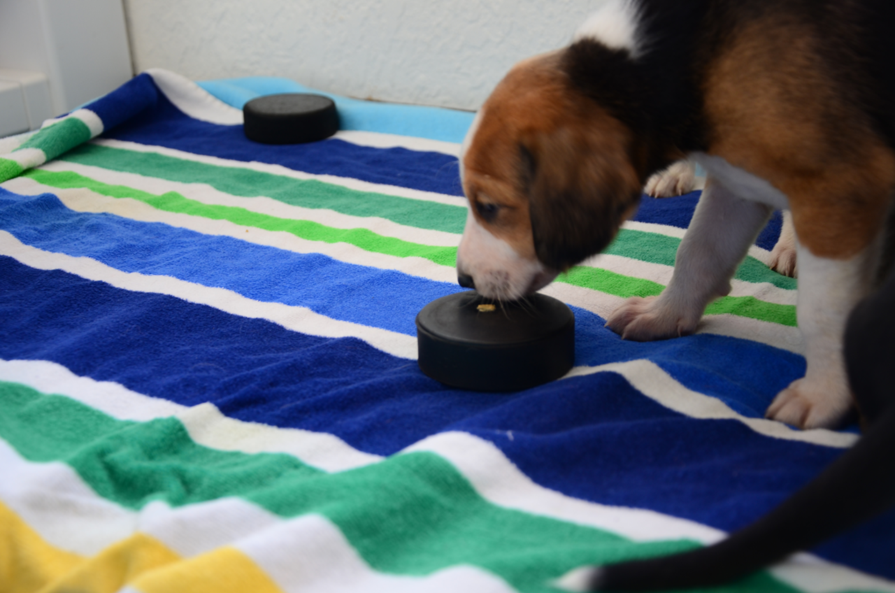 Heddy isn't quite certain why there's peanut butter on the puck, but, well, every game's a little different, isn't it?