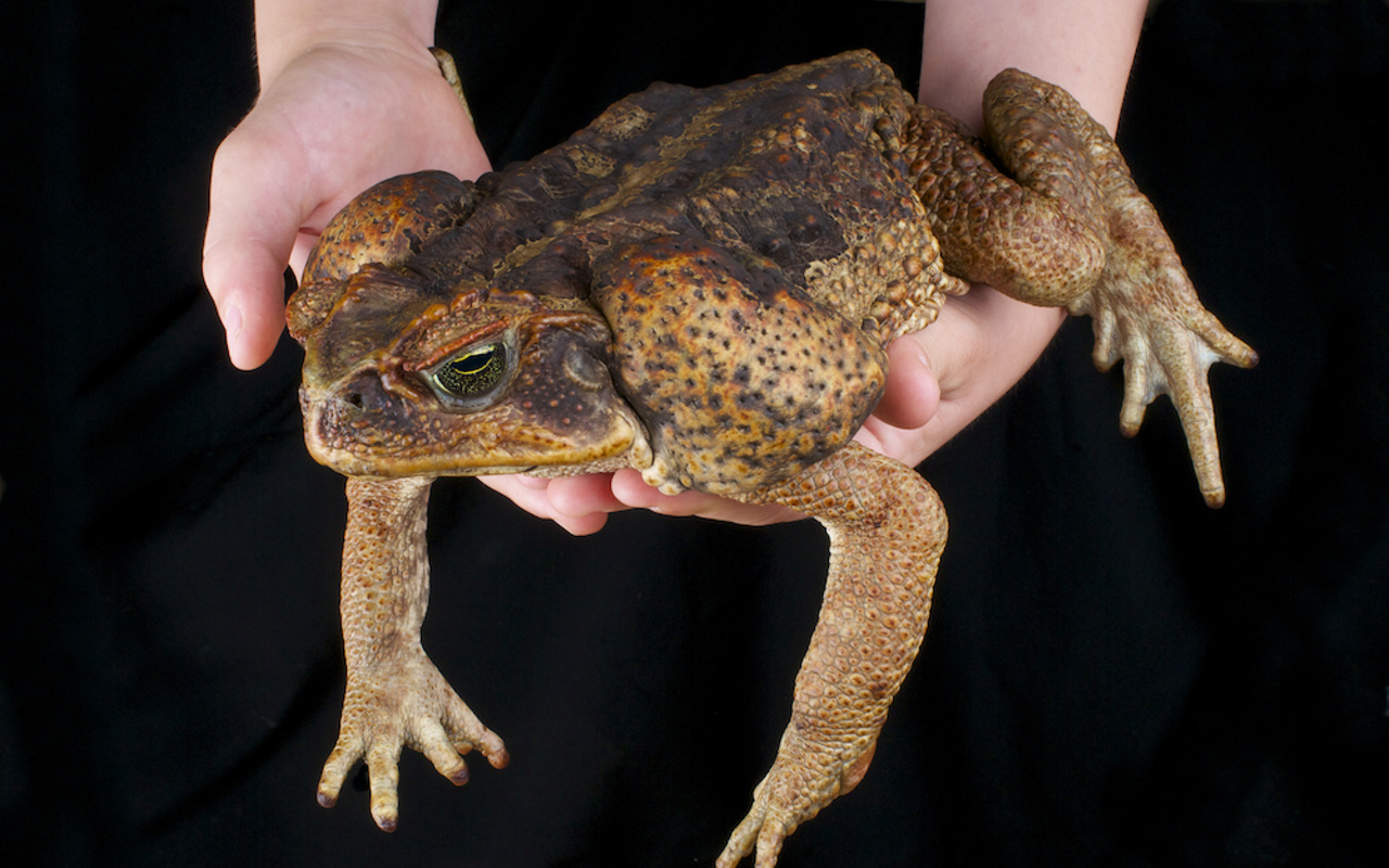 A big slimy cane toad.