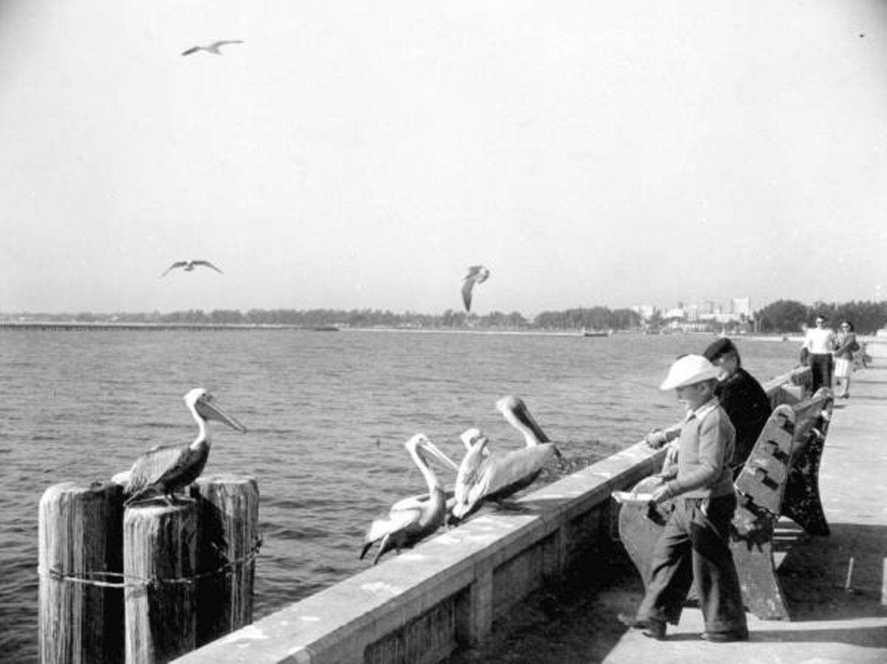 Boy feeding pelicans at the pier - Saint Petersburg, Florida, circa 1946.