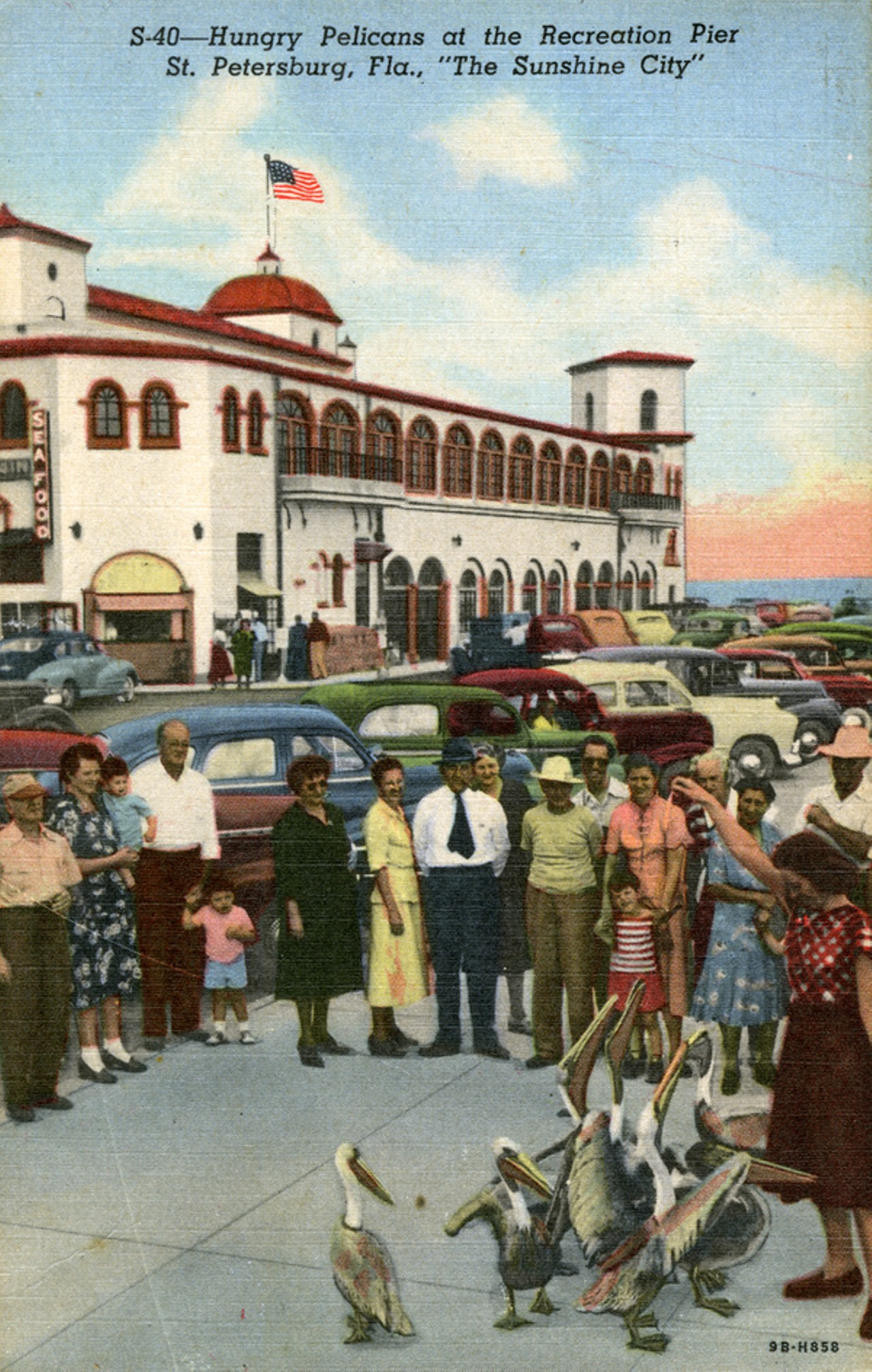 Hungry Pelicans at the Recreation Pier, St. Petersburg, Fla., "The Sunshine City," circa 1949.