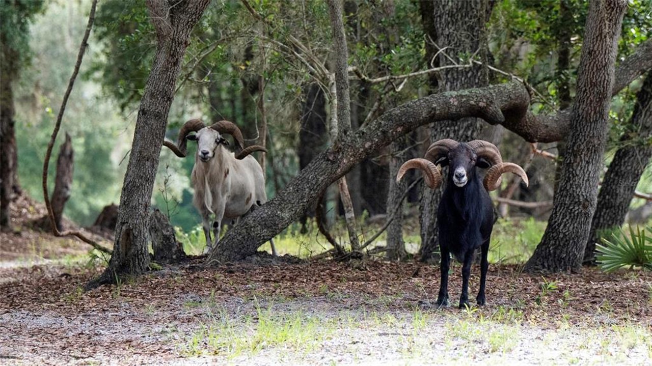 This $8 million Florida ranch is for sale, and it comes with three lakes, 500 deer, and herds of exotic animals