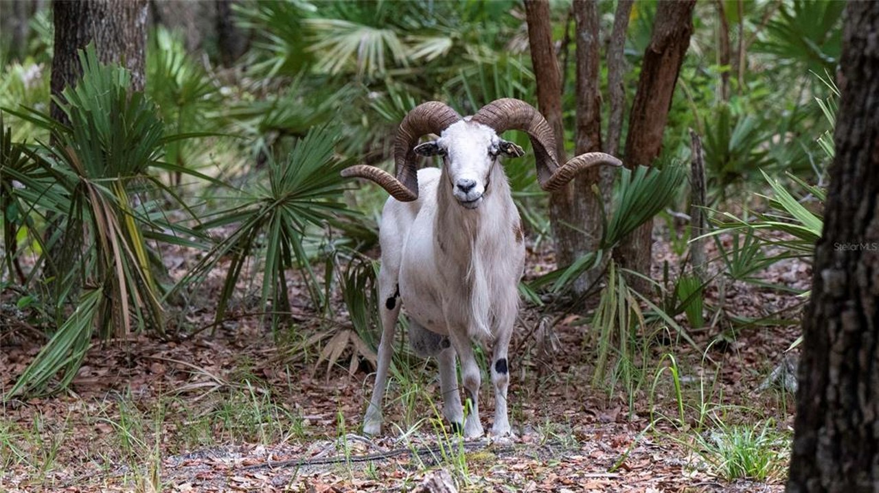 This $8 million Florida ranch is for sale, and it comes with three lakes, 500 deer, and herds of exotic animals