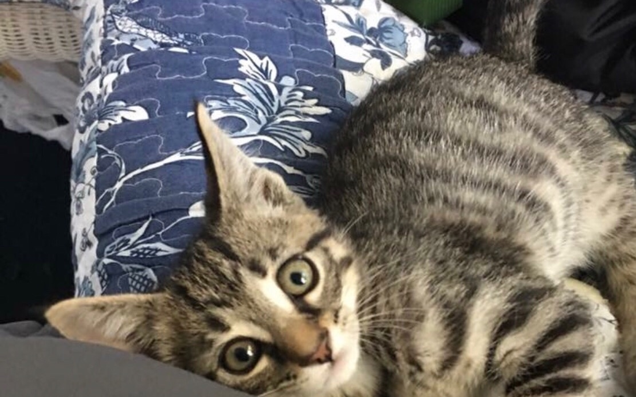 This adorable cat vacationing in Tampa will catch a flight home to Michigan