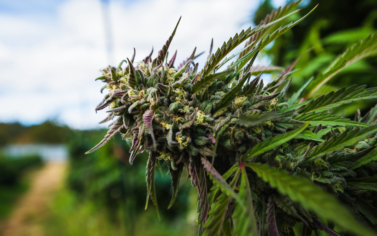 Pot giant Trulieve has spent over $39 million to legalize recreational marijuana in Florida