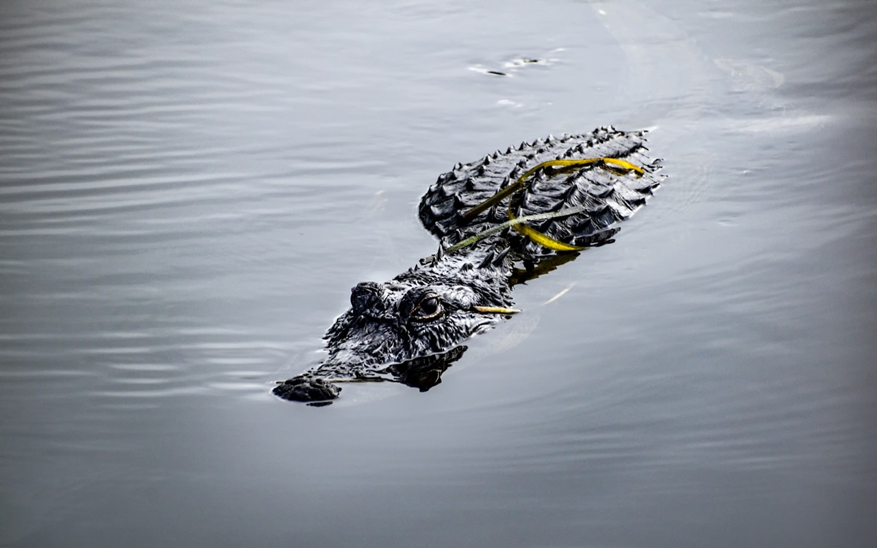 Two alligators killed elderly woman at Florida country club, says medical examiner