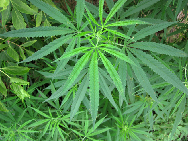 St. Pete councilman on marijuana citation policy: pass the thing already - flickr user James St. John