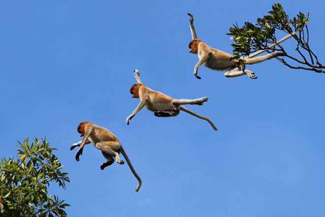 Charles Sharp's flying monkeys are actually just one monkey, photographed multiple times, as he lept from one tree to another. Composite images like this are an excellent way to show movement. - Charles J Sharp [CC BY-SA 4.0  (https://creativecommons.org/licenses/by-sa/4.0)], from Wikimedia Commons