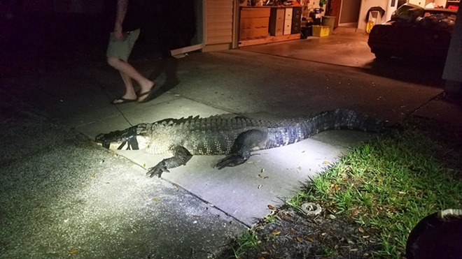An 11-foot alligator was found inside a Clearwater home last night