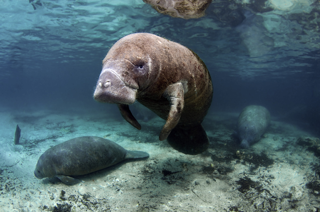 Florida boaters broke the all-time record for killing manatees this year