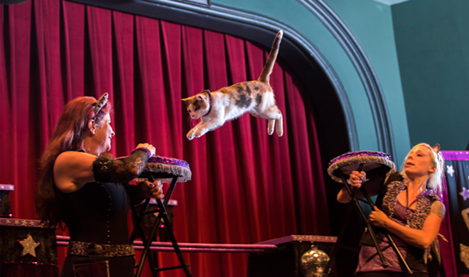 Acro-Cats, the world's only all-cat band and circus will play Gulfport (because of course Gulfport)