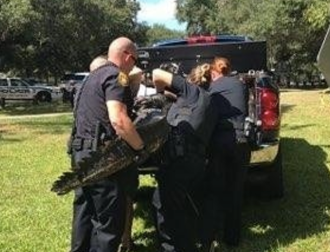 Tampa Police remove ‘very large, and very angry’ alligator from Rowlett Park