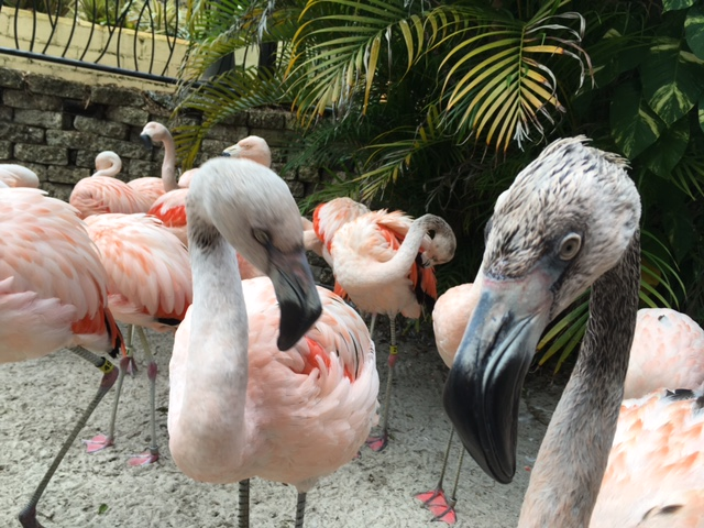 A perk of being a journalist: up close encounters with flamingos. - Arin Greenwood