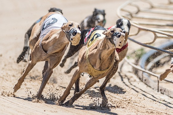 Florida greyhound racing groups are trying to overturn Amendment 13