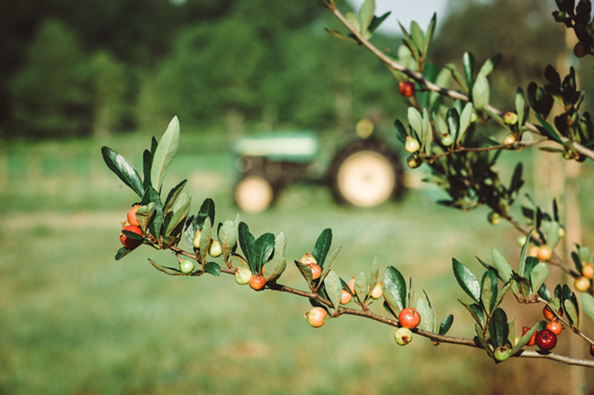 An indigenous mayhaw tree, which Congaree and Penn uses to flavor one variety of its farm cider. - Kristen Penoyer