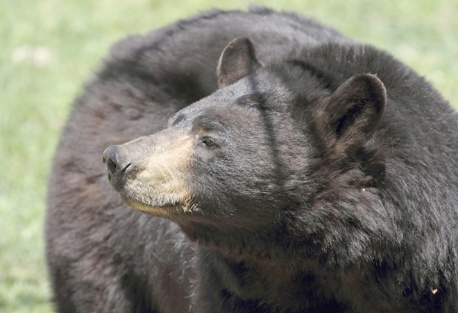 LOPSIDED ODDS: Nearly 1,800 hunters have sought permits to stalk 320 bears. - Florida Fish & Wildlife Conservation Commission