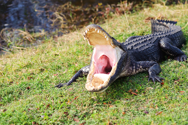 Need a side gig? Pinellas County needs more alligator hunters