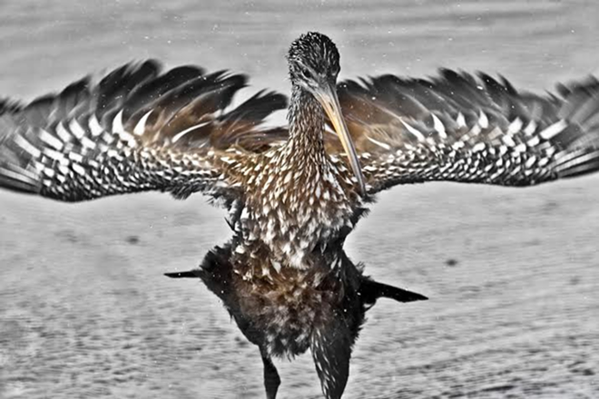 WINGIN' IT: Lazlo Horváth's "Dancing Limpkin" is among the images the nature scenes along the Hillsborough River. - Lazlo Horváth